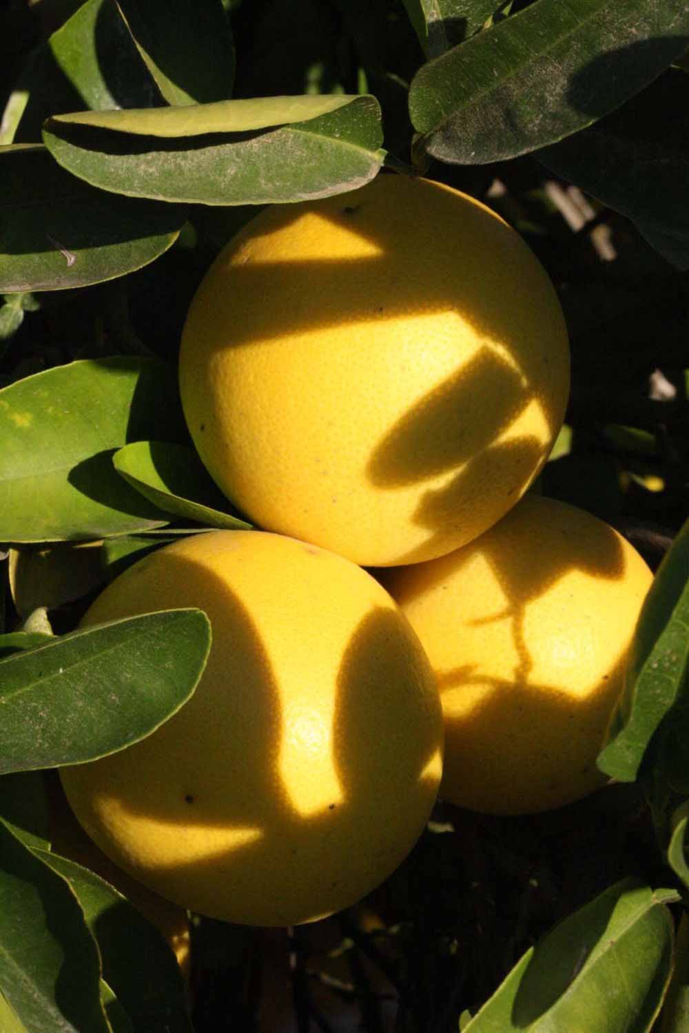            Fruit (Riverside, CA)   